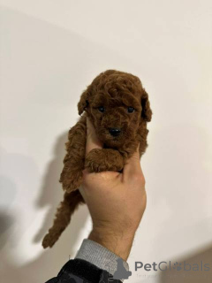 Zdjęcie №3. Pudel krasnolud. Serbia