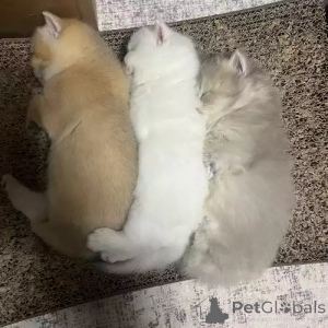 Zdjęcie №2 do zapowiedźy № 167268 na sprzedaż  kot brytyjski krótkowłosy - wkupić się Niemcy prywatne ogłoszenie