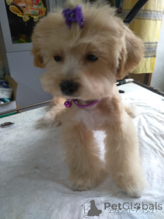 Zdjęcie №3. Maltipa. Gruzja