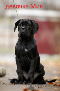 Zdjęcie №4. Sprzedam cane corso w Bobruisk. prywatne ogłoszenie - cena - 2242zł