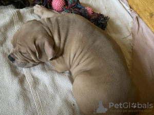 Zdjęcie №4. Sprzedam american bully w Lipieck. prywatne ogłoszenie - cena - 2578zł