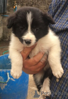 Zdjęcie №1. border collie - na sprzedaż w Bad Kleinkirchheim | negocjowane | Zapowiedź №169911