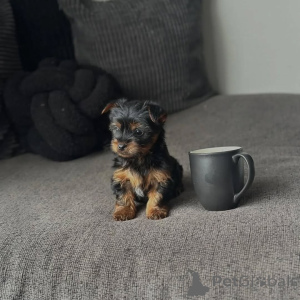 Zdjęcie №1. yorkshire terrier - na sprzedaż w Edingen-Neckarhausen | 1159zł | Zapowiedź №173558
