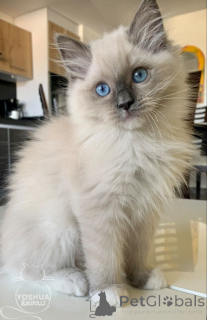 Zdjęcie №1. kot burmski - na sprzedaż w Aizlingen | 1913zł | Zapowiedź № 157696