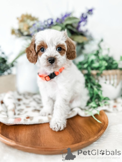 Zdjęcie №1. labradoodle - na sprzedaż w Alingsq | 2631zł | Zapowiedź №157767