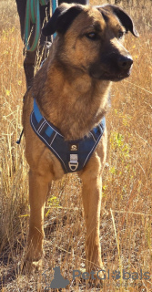 Zdjęcie №3. Szukam domu. Federacja Rosyjska