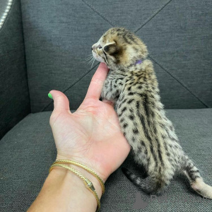 Zdjęcie №1. kot bengalski - na sprzedaż w Newcastle | 2780zł | Zapowiedź № 166198