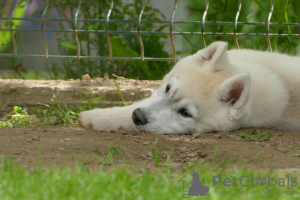 Dodatkowe zdjęcia: syberyjski husky PIĘKNY piesek