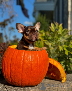 Zdjęcie №2 do zapowiedźy № 150638 na sprzedaż  buldog francuski - wkupić się Niemcy ze schronu, hodowca