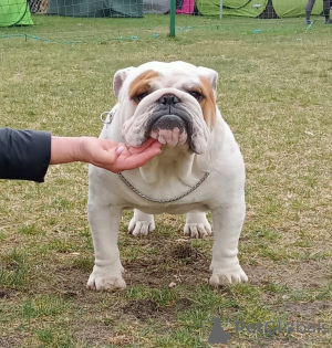 Dodatkowe zdjęcia: Buldog angielski fci