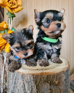 Dodatkowe zdjęcia: MINI YORKSHIRE TERRIER