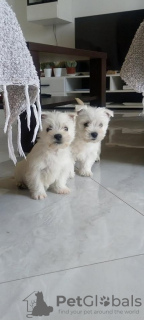 Zdjęcie №1. west highland white terrier - na sprzedaż w Belgrad | negocjowane | Zapowiedź №109990