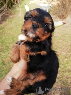 Zdjęcie №2 do zapowiedźy № 97665 na sprzedaż  yorkshire terrier biewer, yorkshire terrier - wkupić się Estonia prywatne ogłoszenie, hodowca