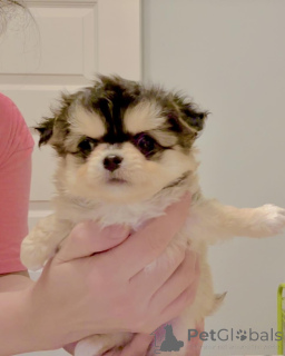 Zdjęcie №2 do zapowiedźy № 160056 na sprzedaż  chihuahua (rasa psów) - wkupić się Niemcy prywatne ogłoszenie