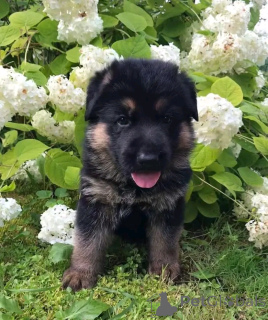 Zdjęcie №3. Deutscher Schäferhund Welpen Zur Adoption. Niemcy