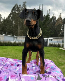 Zdjęcie №1. doberman - na sprzedaż w Borlänge | negocjowane | Zapowiedź №169794