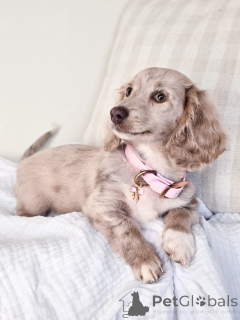 Zdjęcie №3. PUREBRED DACHSHUND Puppy Dobrze towarzysko i sprawdzone weterynarz. Niemcy