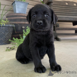 Zdjęcie №2 do zapowiedźy № 172787 na sprzedaż  labrador retriever - wkupić się Niemcy prywatne ogłoszenie