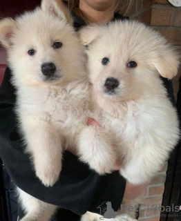 Zdjęcie №2 do zapowiedźy № 30319 na sprzedaż   - wkupić się Niemcy prywatne ogłoszenie