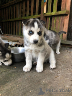 Zdjęcie №1. husky syberyjski - na sprzedaż w Bergisch Gladbach | 1256zł | Zapowiedź №81669