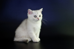 Zdjęcie №4. Sprzedam kot brytyjski krótkowłosy w Kiszyniów. od żłobka - cena - Negocjowane