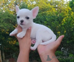 Zdjęcie №1. chihuahua (rasa psów) - na sprzedaż w Wiedeń | negocjowane | Zapowiedź №156903