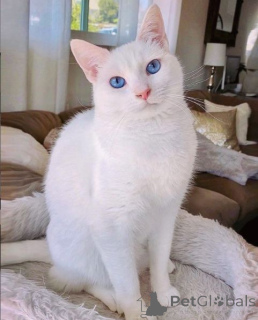 Zdjęcie №2 do zapowiedźy № 157695 na sprzedaż  kot japoński bobtail - wkupić się Niemcy ze schronu, hodowca