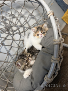 Zdjęcie №3. Egzotyczny krótkowłosy-Kätzchen abzugeben.. Szwajcaria