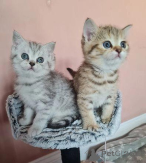Zdjęcie №1. scottish fold - na sprzedaż w Brondby | Bezpłatny | Zapowiedź № 172847