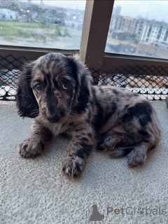 Zdjęcie №1. jamnik - na sprzedaż w Hamburg | negocjowane | Zapowiedź №144429