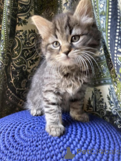 Zdjęcie №1. kot syberyjski - na sprzedaż w Baden-Baden | 1674zł | Zapowiedź № 150513