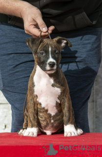 Dodatkowe zdjęcia: Szczenięta American Staffordshire Terrier pochodzenia międzynarodowego