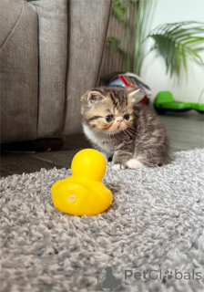 Zdjęcie №1. kot egzotyczny - na sprzedaż w Karsdorf | 1674zł | Zapowiedź № 153858