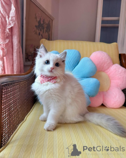 Zdjęcie №1. ragdoll - na sprzedaż w ALSDORF | 3588zł | Zapowiedź № 152721
