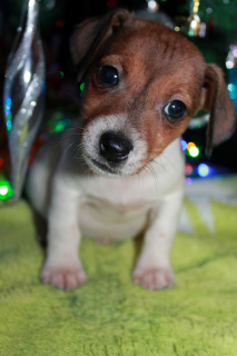 Zdjęcie №3. Jack Russell Terrier. Federacja Rosyjska