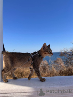 Zdjęcie №2 do zapowiedźy № 155313 na sprzedaż  chausie - wkupić się Federacja Rosyjska od żłobka