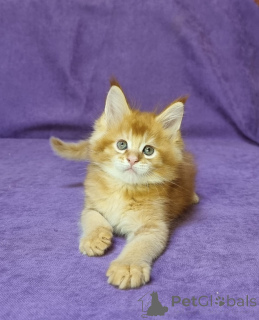 Zdjęcie №2 do zapowiedźy № 137754 na sprzedaż  maine coon - wkupić się Niemcy prywatne ogłoszenie