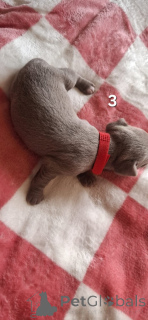 Zdjęcie №4. Sprzedam chihuahua (rasa psów) w Гамбург.  - cena - 4305zł