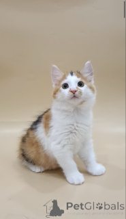 Zdjęcie №1. kurelski bobtail - na sprzedaż w Warszawa | negocjowane | Zapowiedź № 146000