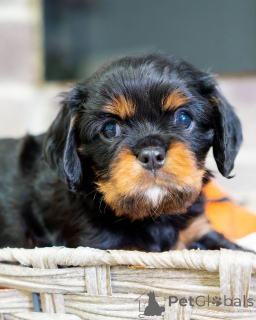 Zdjęcie №1. cavalier king charles spaniel - na sprzedaż w Lintgen | negocjowane | Zapowiedź №157217