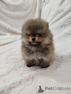 Zdjęcie №3. Piękny niedźwiedź boo. Serbia