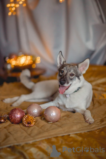 Zdjęcie №4. Sprzedam pies nierasowy w Москва. prywatne ogłoszenie - cena - Bezpłatny