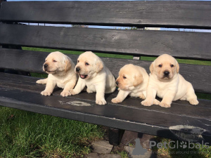 Zdjęcie №1. labrador retriever - na sprzedaż w Berlin | 6278zł | Zapowiedź №43015