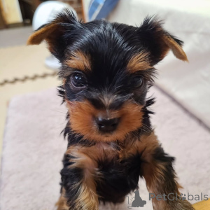 Zdjęcie №3. Yorkshire Terrier. Niemcy
