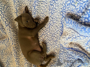 Zdjęcie №2 do zapowiedźy № 24000 na sprzedaż  charcik włoski - wkupić się USA hodowca