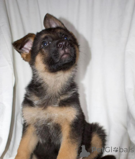 Zdjęcie №2 do zapowiedźy № 138808 na sprzedaż  pies nierasowy - wkupić się Wielka Brytania hodowca