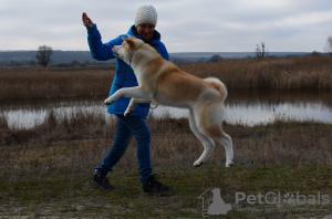 Zdjęcie №4. Sprzedam akita (rasa psa) w Cherkassky Bishkin. od żłobka - cena - negocjowane