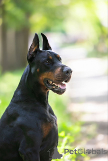 Zdjęcie №3. Doberman. Chiny