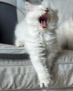 Zdjęcie №1. ragdoll - na sprzedaż w Egilsstaðir | negocjowane | Zapowiedź № 155400