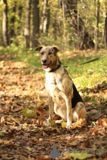 Dodatkowe zdjęcia: Wesoła, aktywna Cleo, 1,5 letnia, szuka domu